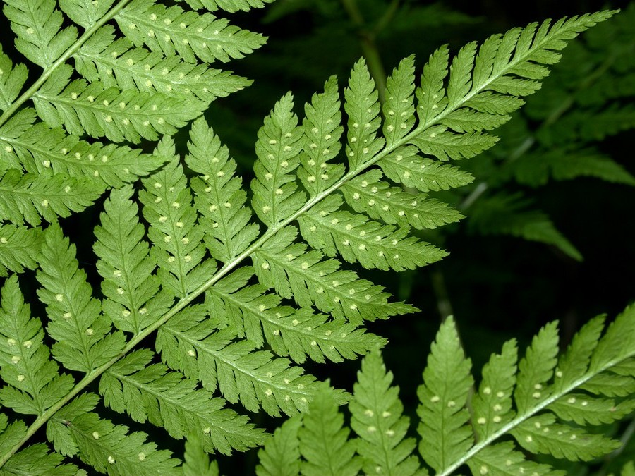 Image of Dryopteris assimilis specimen.