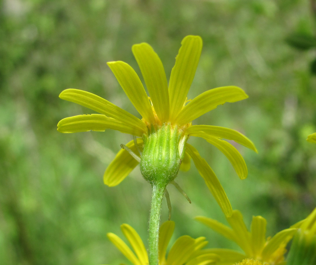 Image of Tephroseris subfloccosa specimen.