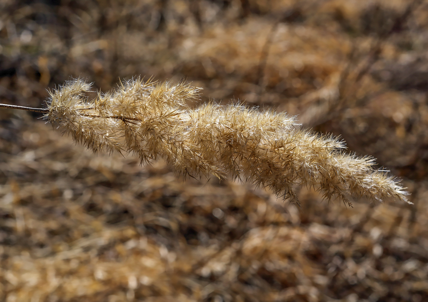 Image of Calamagrostis epigeios specimen.