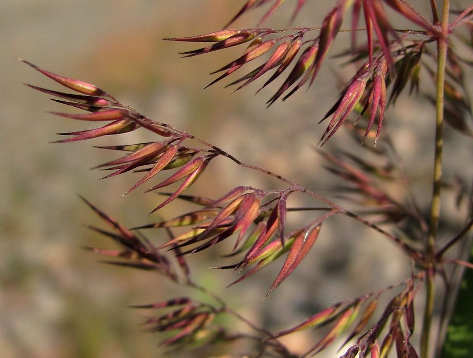 Изображение особи Calamagrostis epigeios.