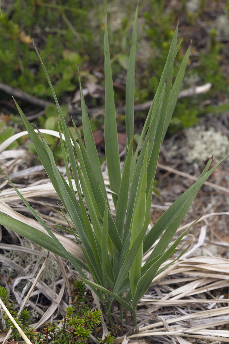 Image of Calamagrostis sugawarae specimen.