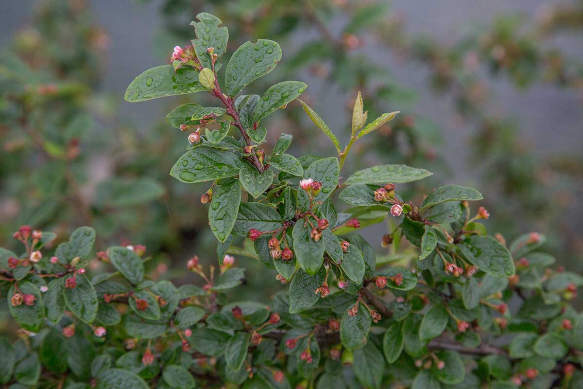 Изображение особи Cotoneaster lucidus.