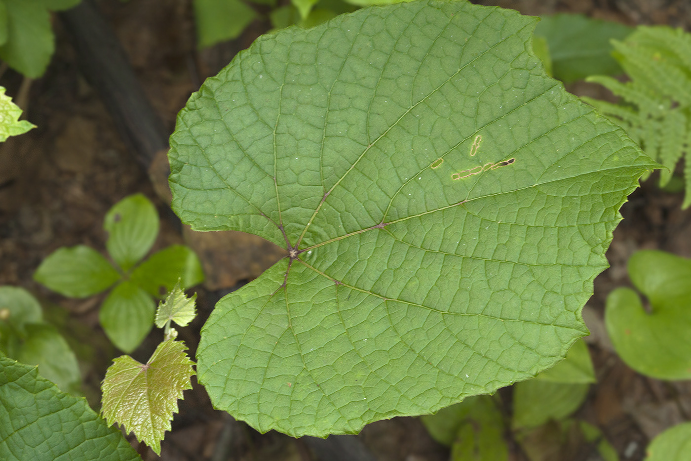 Image of Vitis coignetiae specimen.