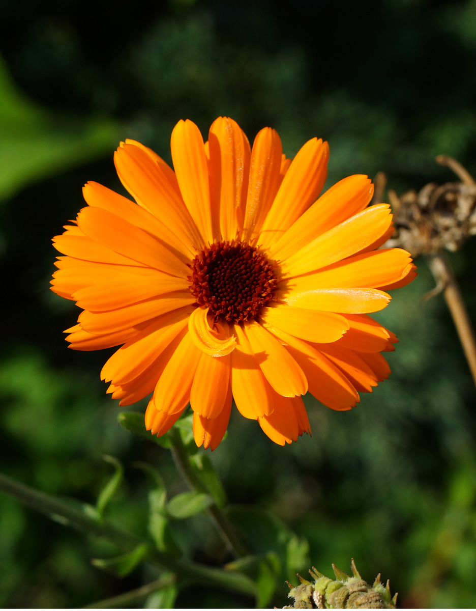 Image of Calendula officinalis specimen.