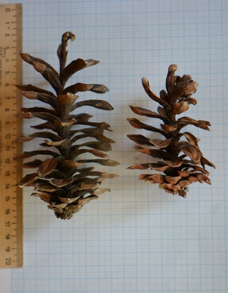 Изображение особи Pinus strobus.