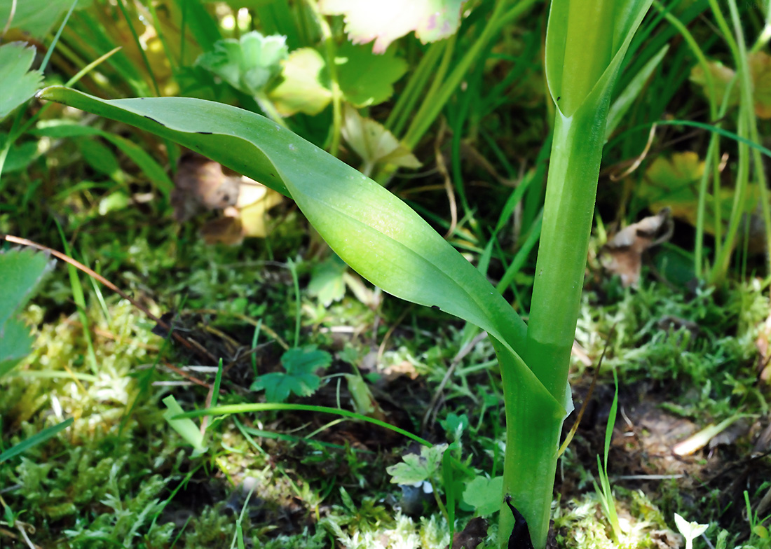 Image of Dactylorhiza sibirica specimen.