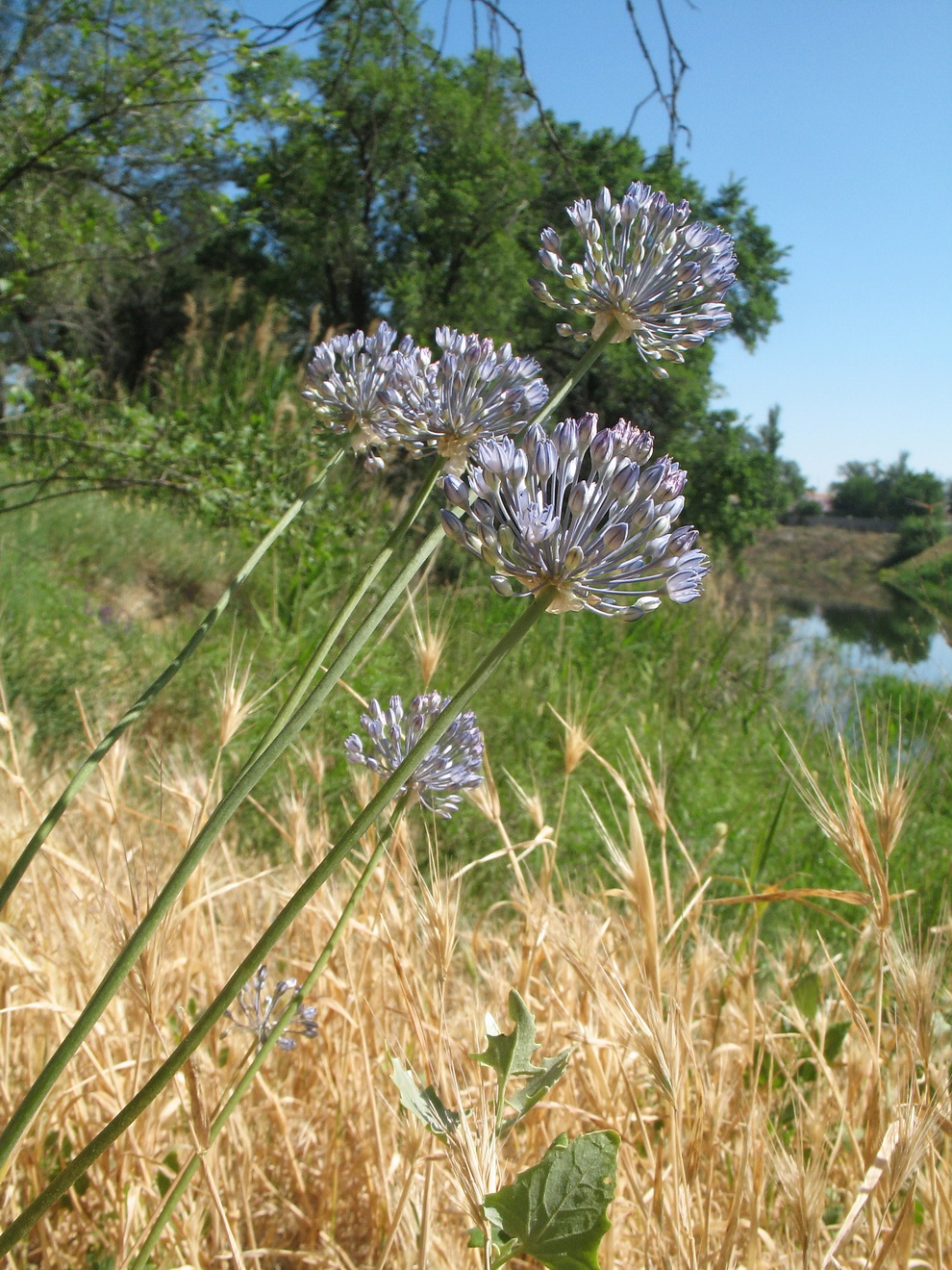 Image of Allium caesium specimen.