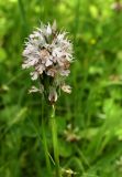 Смотреть изображение Neotinea tridentata