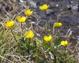 Ranunculus sulphureus