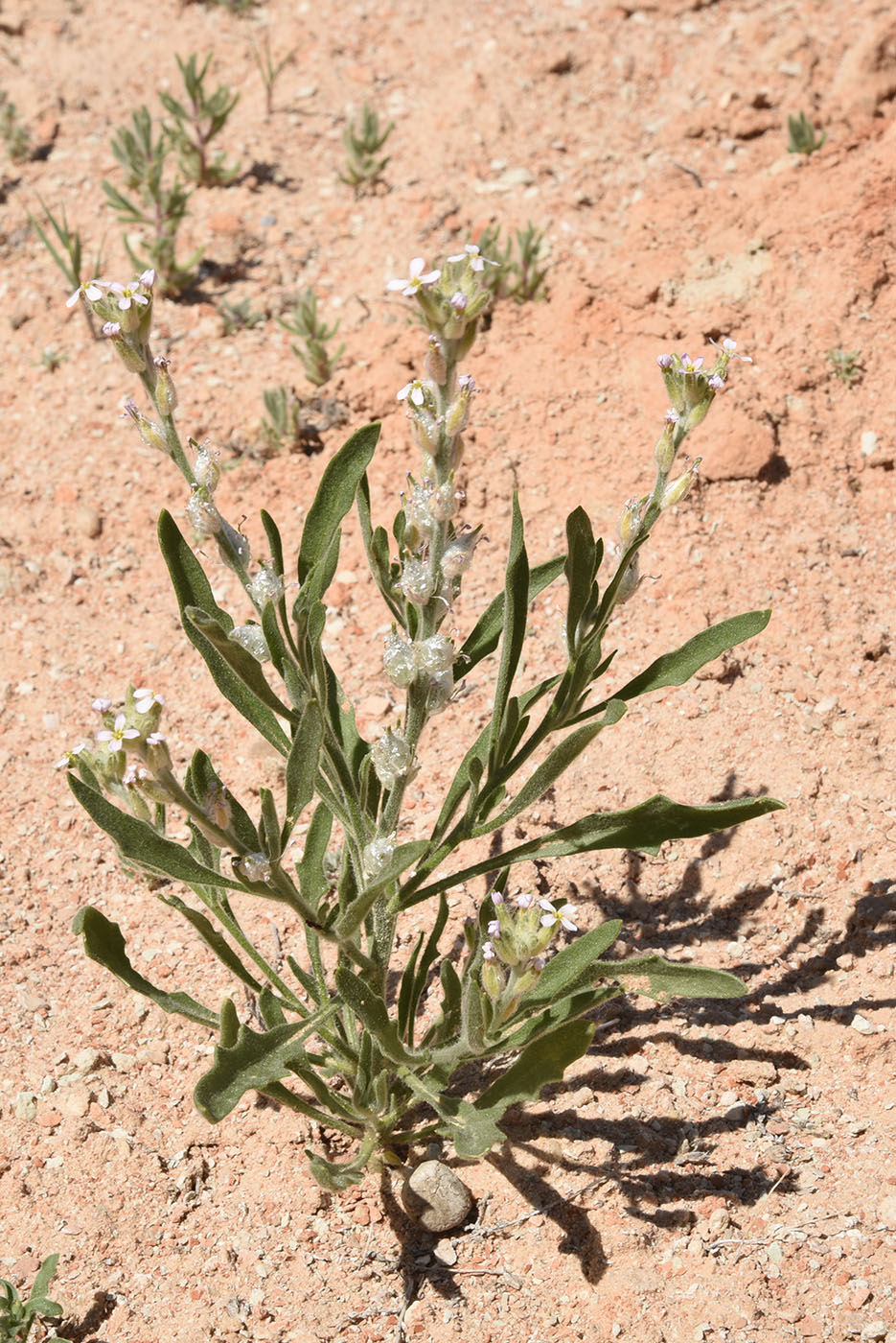 Image of Lachnoloma lehmannii specimen.