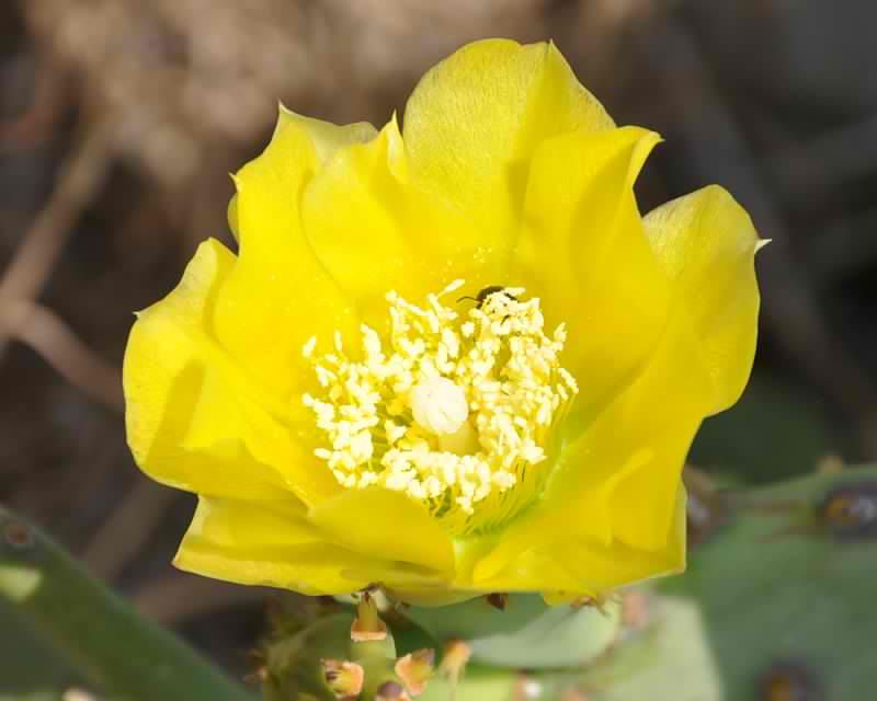 Изображение особи Opuntia stricta.