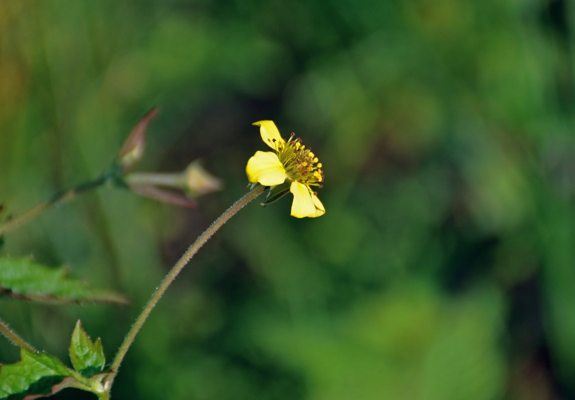 Изображение особи Geum urbanum.