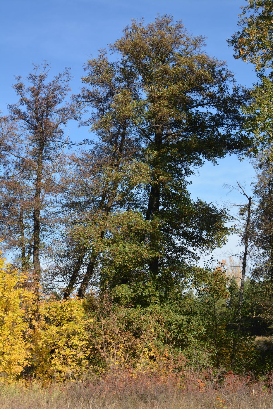 Image of Alnus glutinosa specimen.