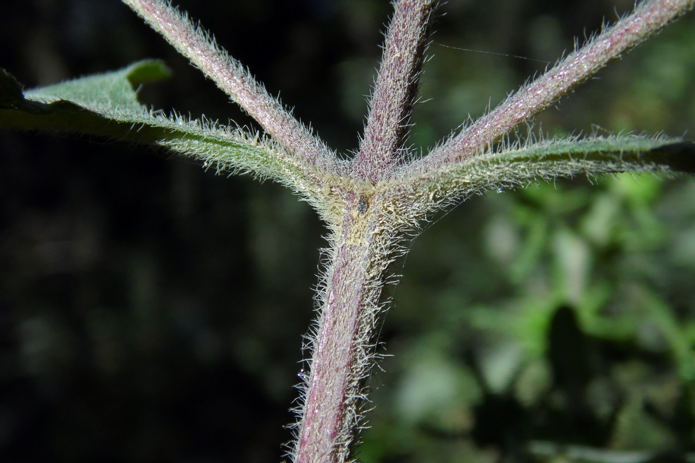 Image of Sigesbeckia orientalis specimen.