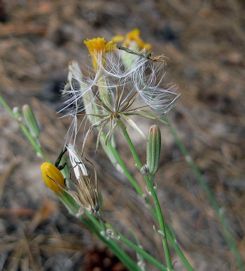 Image of Chondrilla graminea specimen.