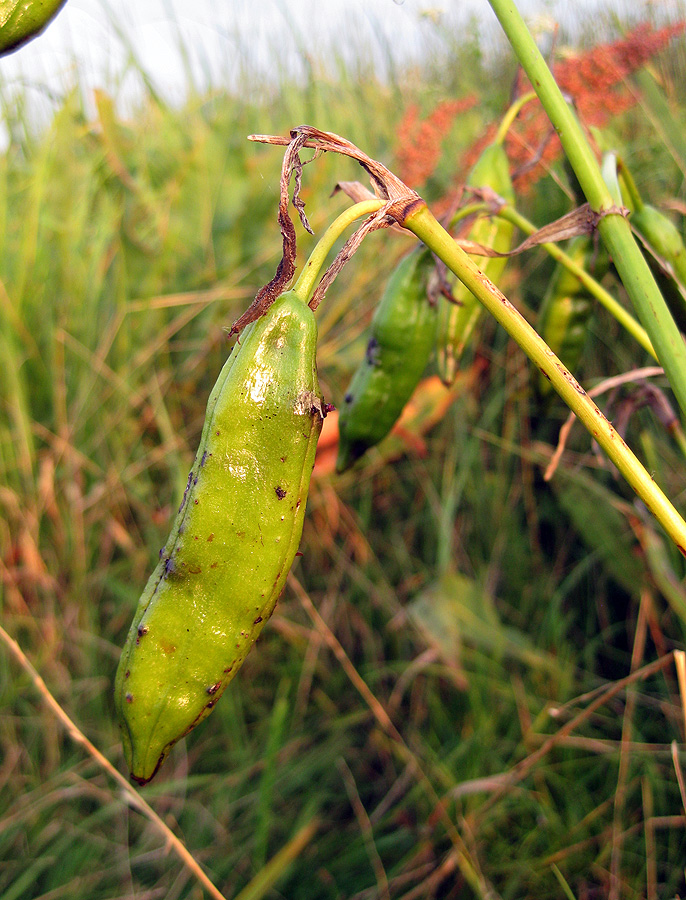 Image of Iris pseudacorus specimen.