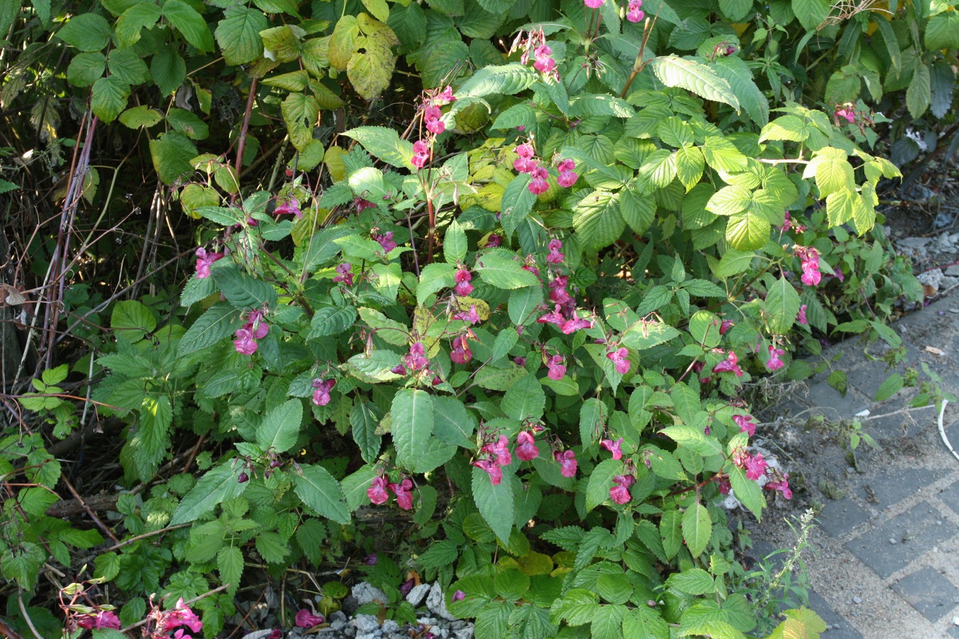 Image of Impatiens glandulifera specimen.