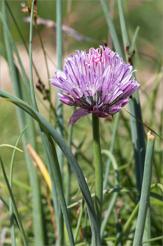 Image of Allium schoenoprasum specimen.