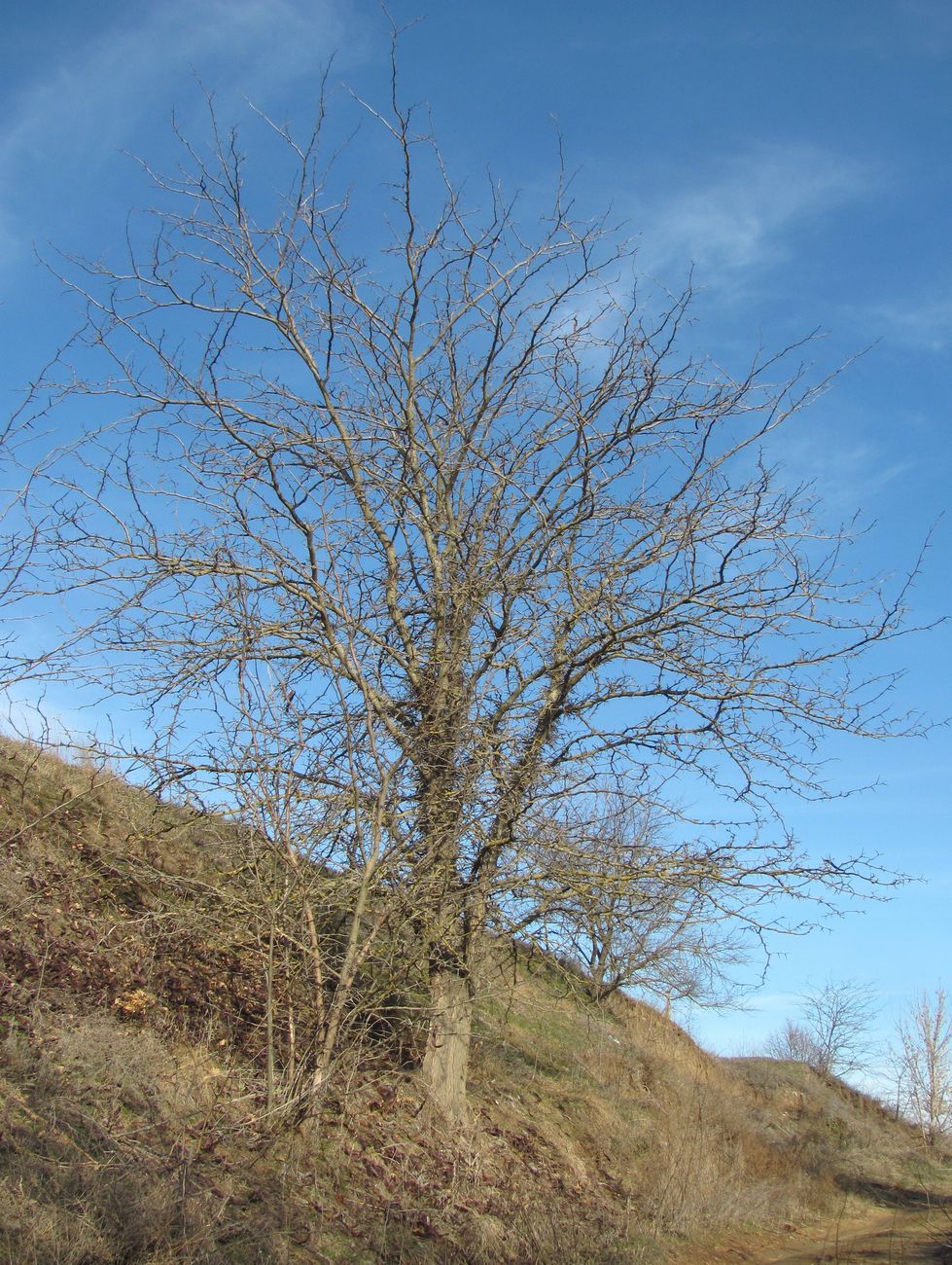 Image of Gleditsia triacanthos specimen.