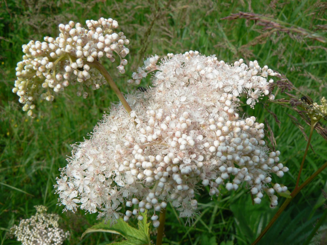 Image of Filipendula palmata specimen.