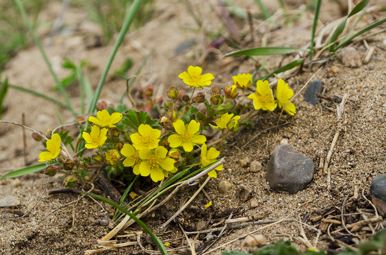 Image of Potentilla humifusa specimen.