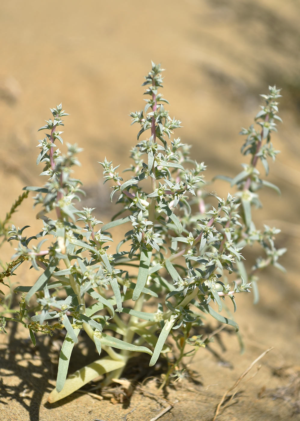 Изображение особи Salsola aperta.