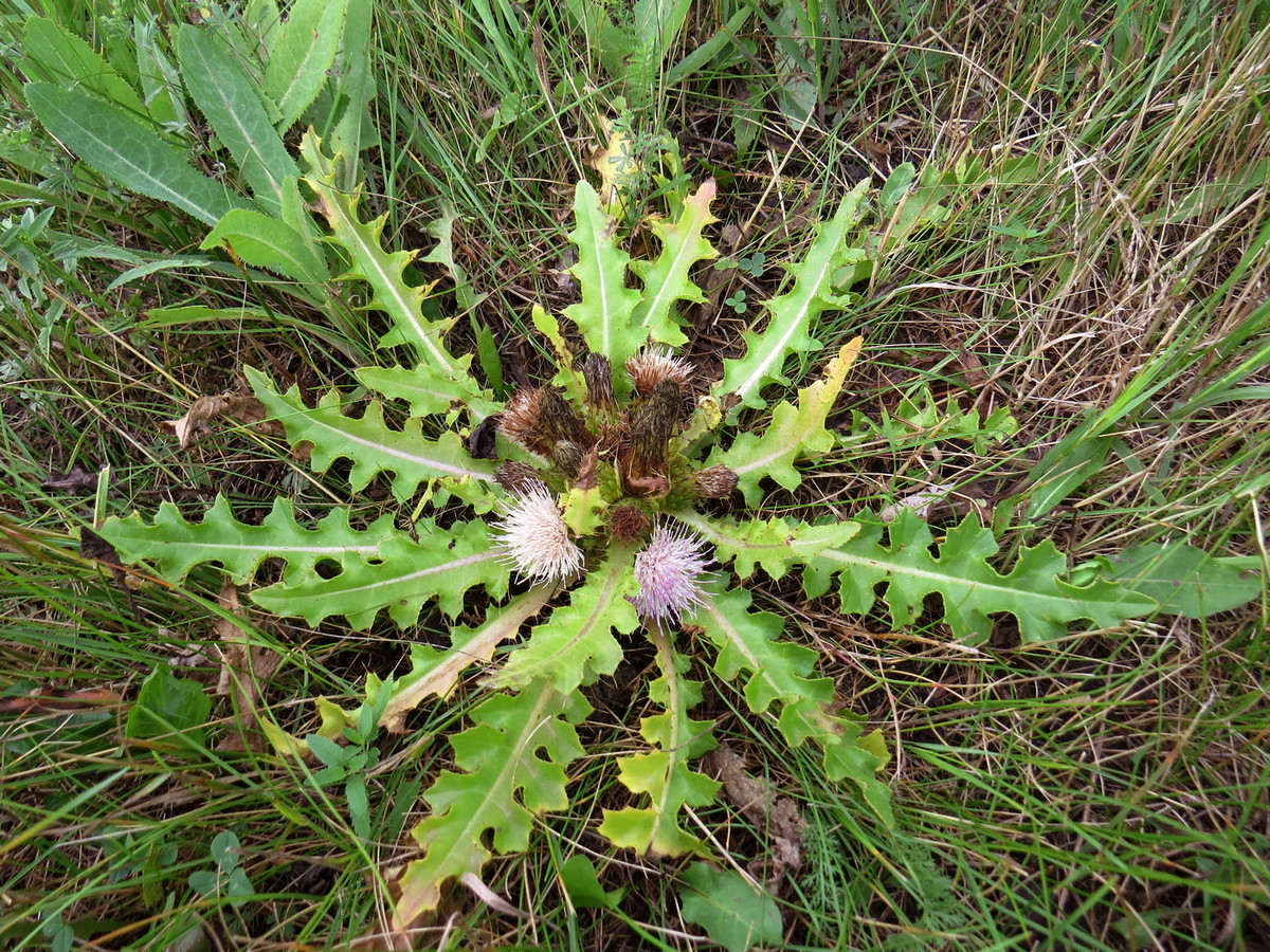 Image of Cirsium roseolum specimen.