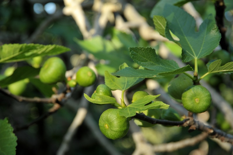 Изображение особи Ficus carica.