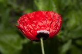 Papaver umbonatum. Цветок. Израиль, г. Бат-Ям, на заброшенной клумбе. 13.03.2019.