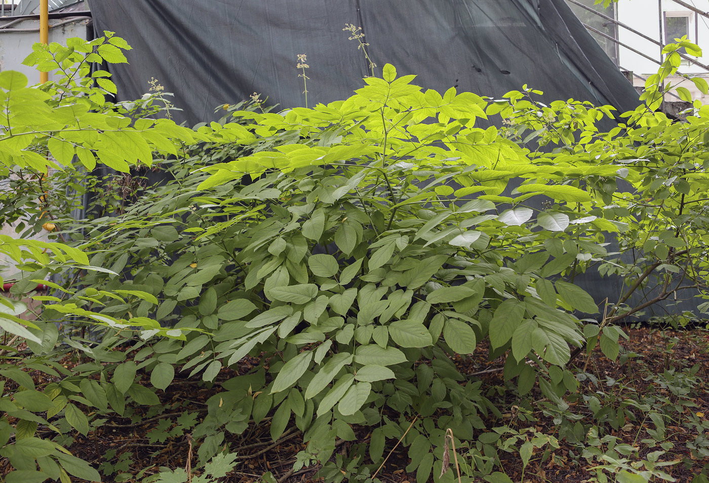 Image of Aralia continentalis specimen.