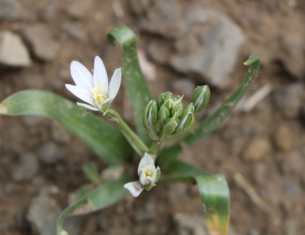 Изображение особи род Ornithogalum.