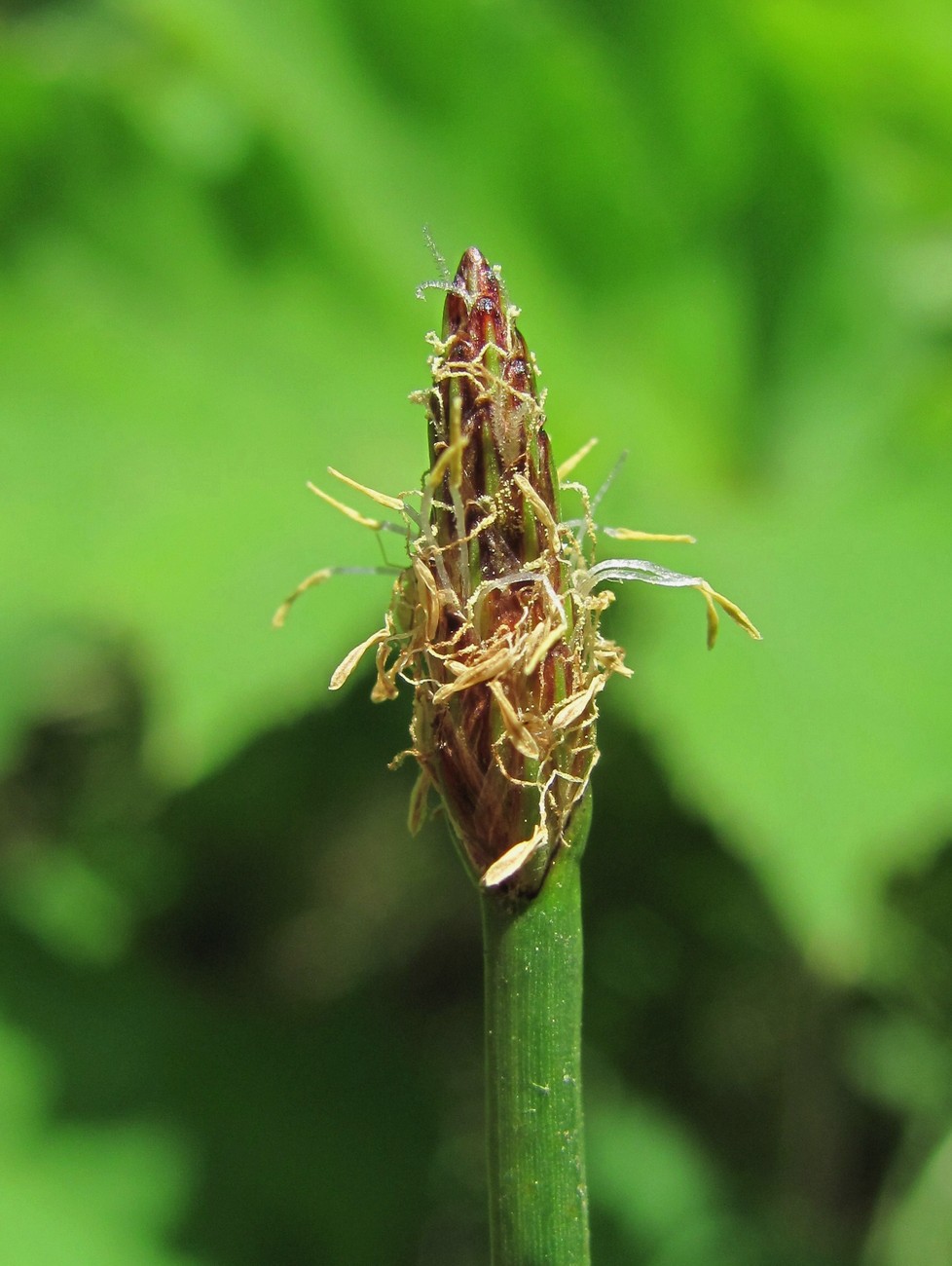 Изображение особи Eleocharis palustris.