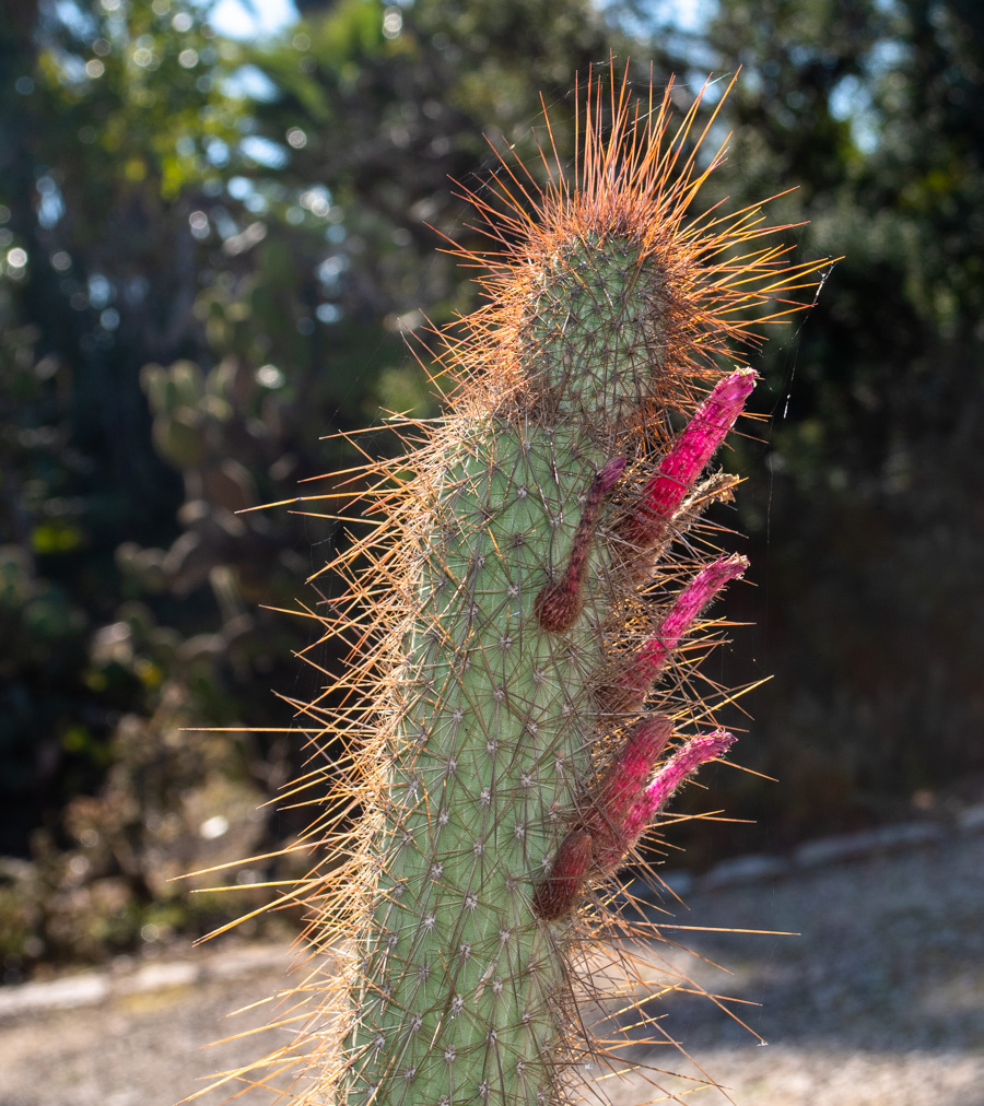 Изображение особи Cleistocactus baumannii.