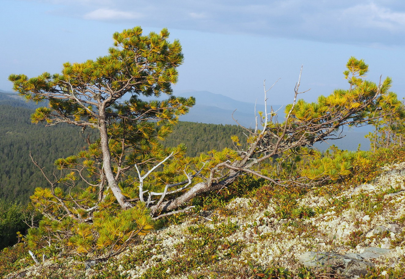 Изображение особи Pinus sibirica.