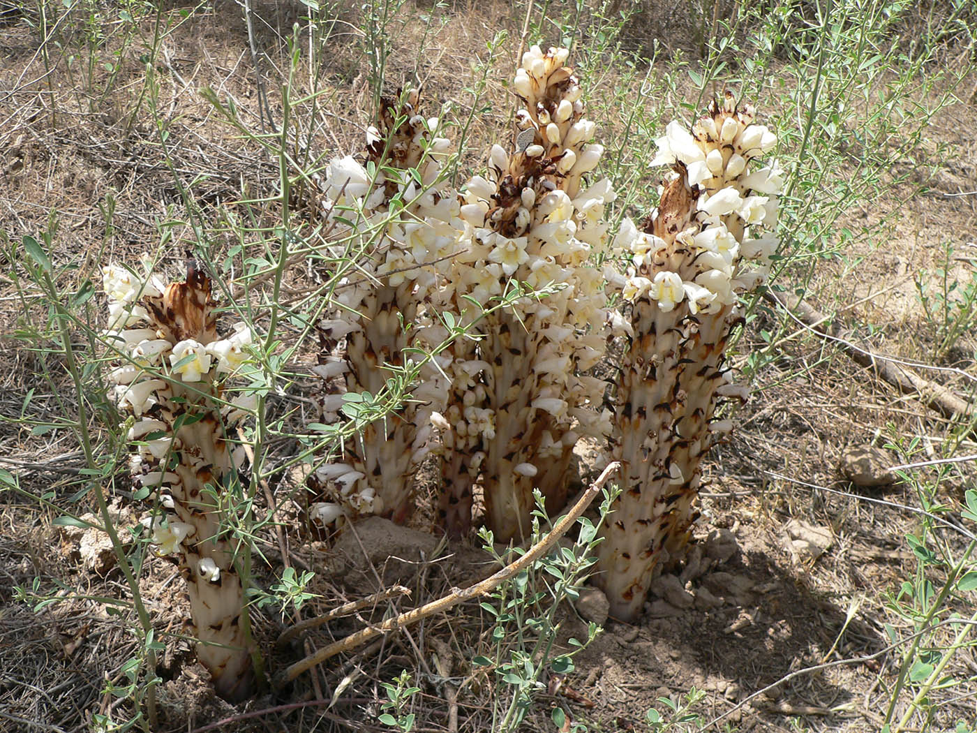 Image of Cistanche mongolica specimen.