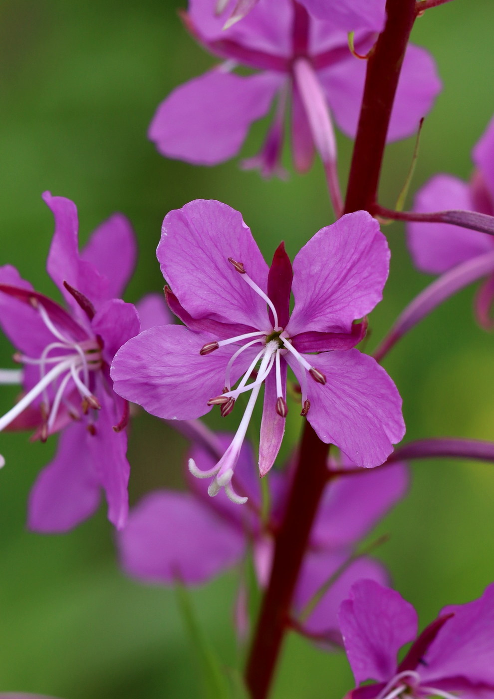 Image of Chamaenerion angustifolium specimen.