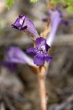 Orobanche amoena