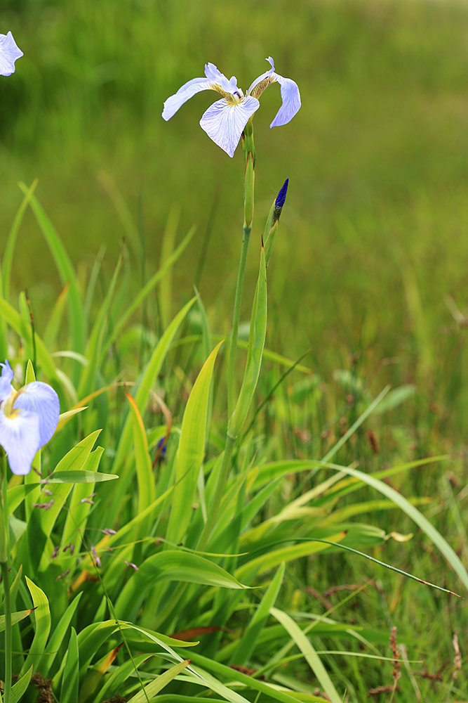 Изображение особи Iris setosa.