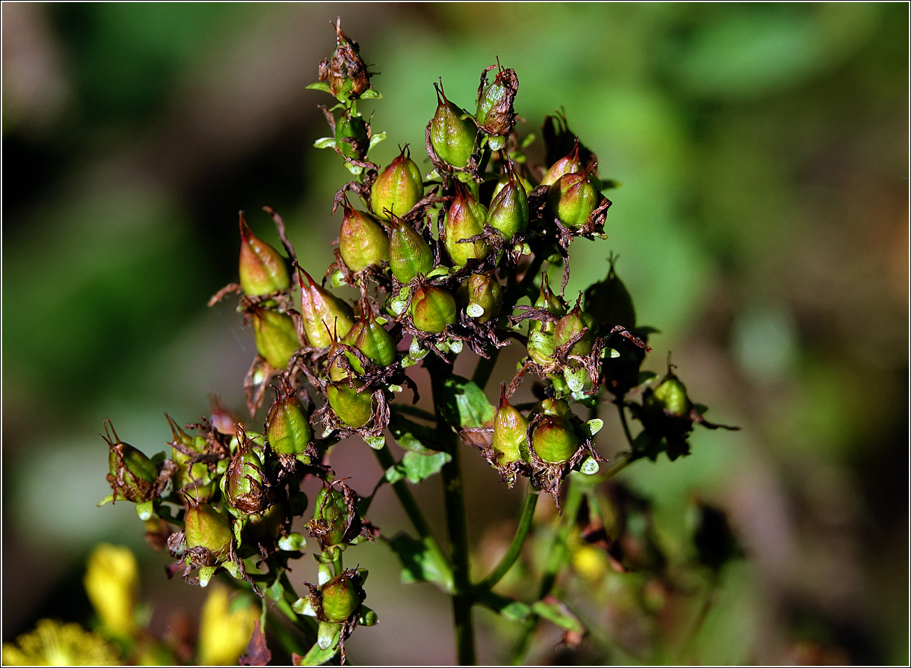 Изображение особи Hypericum maculatum.