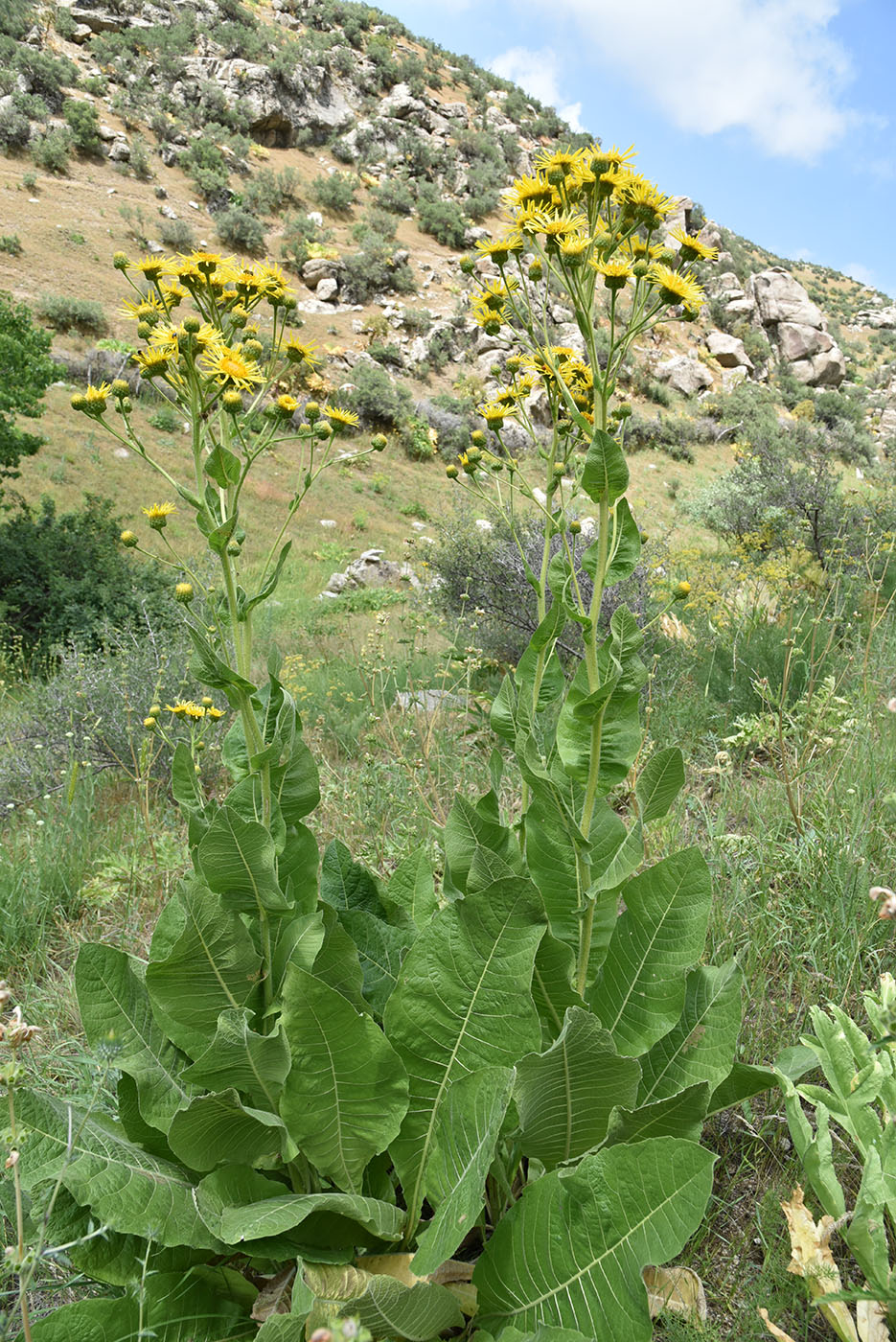 Изображение особи Inula macrophylla.