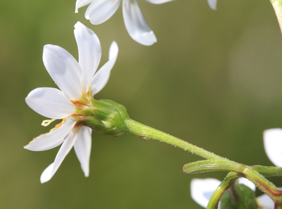 Изображение особи Doellingeria scabra.