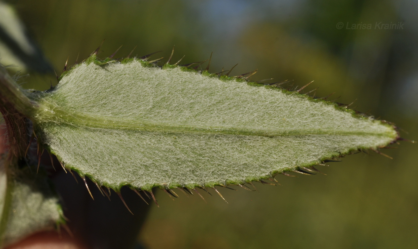 Image of Cirsium vlassovianum specimen.