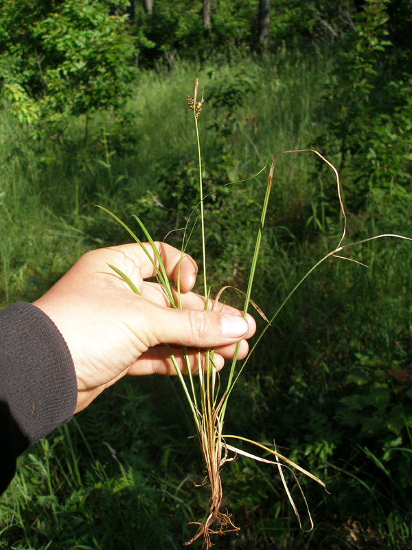 Image of Carex caryophyllea specimen.