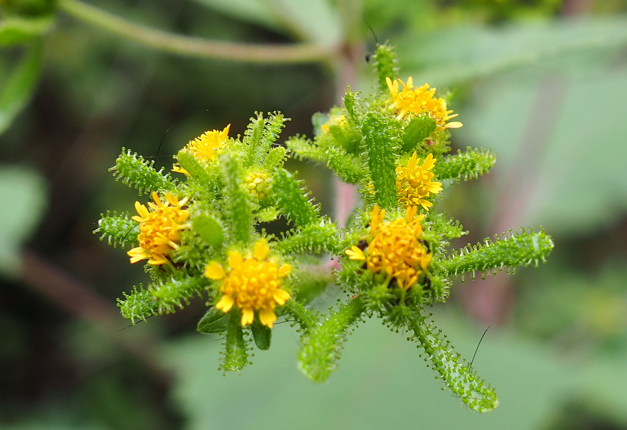 Image of Sigesbeckia orientalis specimen.