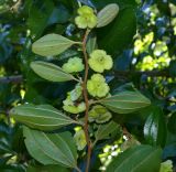 Paliurus ramosissimus. Верхушка ветви с плодами (вид снизу). Абхазия, г. Сухум, Сухумский ботанический сад. 25.09.2022.