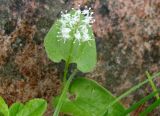 Maianthemum bifolium. Цветущее растение. Якутия, Алданский р-н, берег р. Тимптон, 204 км от устья. 23.06.2007.