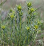 Euphorbia seguieriana