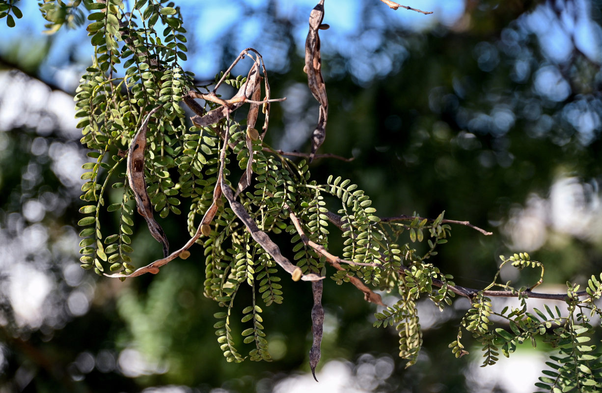 Изображение особи Vachellia karroo.