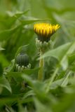 род Taraxacum