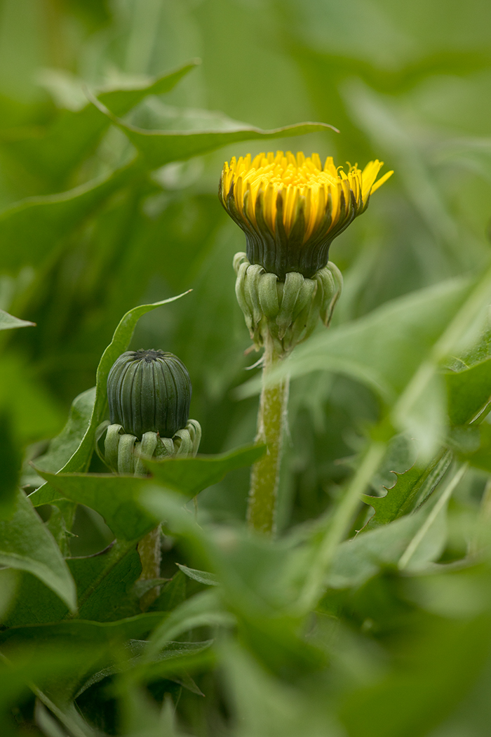 Изображение особи род Taraxacum.